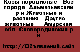 Козы породистые - Все города, Альметьевский р-н Животные и растения » Другие животные   . Амурская обл.,Сковородинский р-н